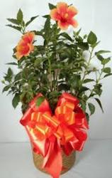 Hibiscus Plant  from Carl Johnsen Florist in Beaumont, TX