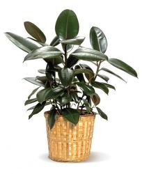 Rubber Plant  from Carl Johnsen Florist in Beaumont, TX