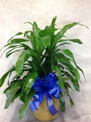 Dracaena Plant from Carl Johnsen Florist in Beaumont, TX