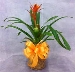Bromeliad Plant  from Carl Johnsen Florist in Beaumont, TX