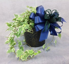  English Ivy Plant  from Carl Johnsen Florist in Beaumont, TX