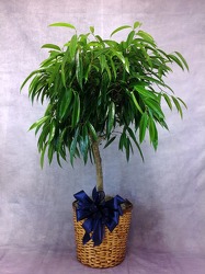 Ficus Alii Tree from Carl Johnsen Florist in Beaumont, TX