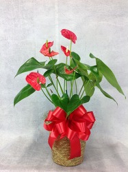 Anthirium Plant  from Carl Johnsen Florist in Beaumont, TX