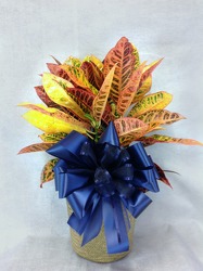 Croton Plant  from Carl Johnsen Florist in Beaumont, TX