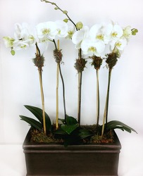 Elegant Orchids from Carl Johnsen Florist in Beaumont, TX