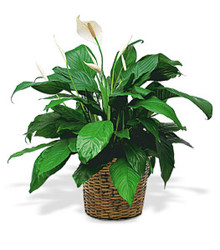 Spathiphyllum  Plant from Carl Johnsen Florist in Beaumont, TX