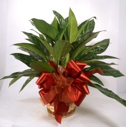 Chinese Evergreen  from Carl Johnsen Florist in Beaumont, TX