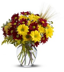 Fall for Daisies from Carl Johnsen Florist in Beaumont, TX