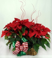 Double 6" Poinsettia Basket from Carl Johnsen Florist in Beaumont, TX