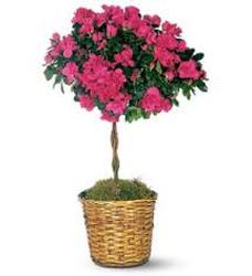 Azalea Tree from Carl Johnsen Florist in Beaumont, TX