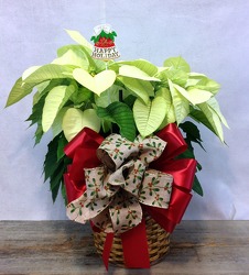 8" White Poinsettia  from Carl Johnsen Florist in Beaumont, TX