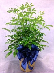 Hawaiian Schefflera from Carl Johnsen Florist in Beaumont, TX