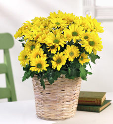 Mum Plant  from Carl Johnsen Florist in Beaumont, TX