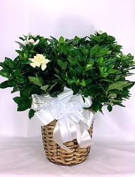 Gardenia Plant from Carl Johnsen Florist in Beaumont, TX