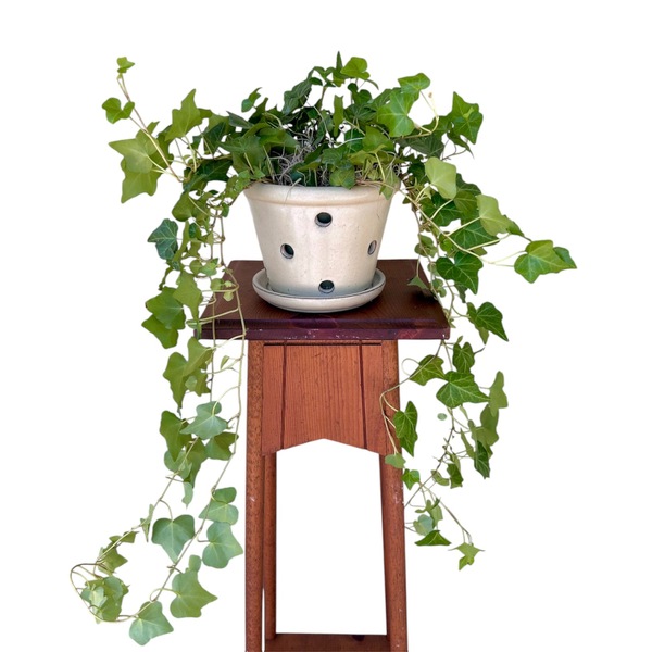 Ivy in Ceramic Pot from Carl Johnsen Florist in Beaumont, TX