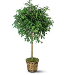 Ficus Tree from Carl Johnsen Florist in Beaumont, TX