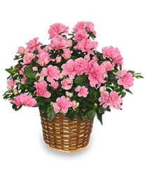 Azalea Plant from Carl Johnsen Florist in Beaumont, TX