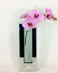 Timeless Orchid  from Carl Johnsen Florist in Beaumont, TX