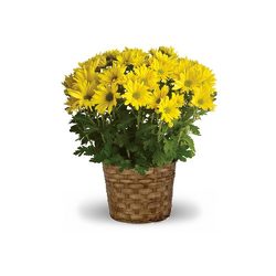 Mum Plant  from Carl Johnsen Florist in Beaumont, TX