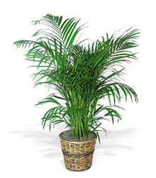 Palm Plant  from Carl Johnsen Florist in Beaumont, TX