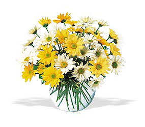 Dashing Daisies from Carl Johnsen Florist in Beaumont, TX